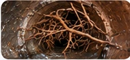 Root Intrusion & Blockages — sewer camera inspection imagery